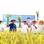 Bappenas Dorong Padi Hibrida untuk Tingkatkan Produktivitas